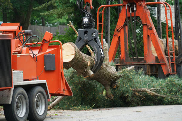 Dead Tree Removal in Goose Creek, SC